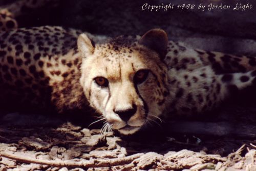 Cheeta at Lincoln Park Zoo