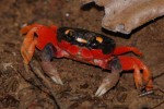 Rainbow Land Crab