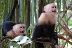 White face capuchin