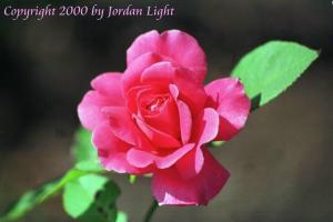 Rose in Grant Park