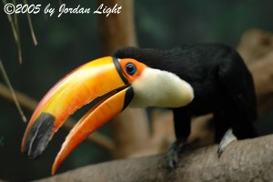 Toucan at Lincoln Park Zoo